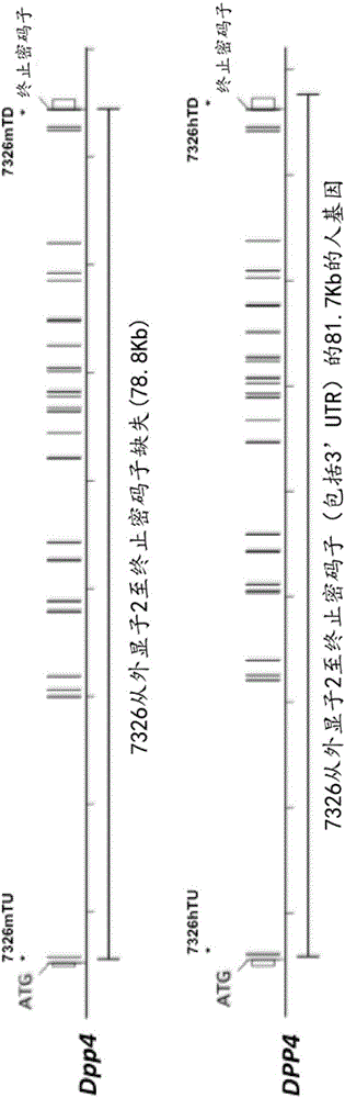 人源化二肽基肽酶IV(DPP4)动物的制造方法与工艺