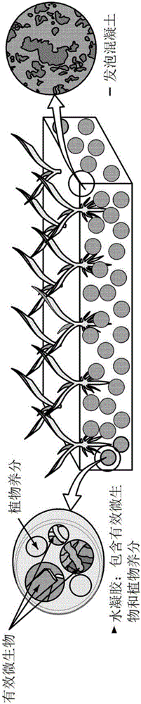 用于植物生長(zhǎng)的土壤混凝土的生產(chǎn)方法與制造工藝