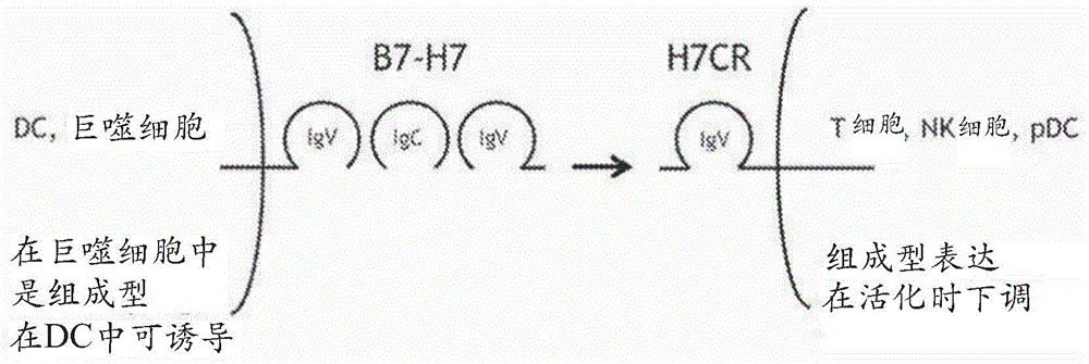 抗-B7-H5抗體及其用途的制造方法與工藝