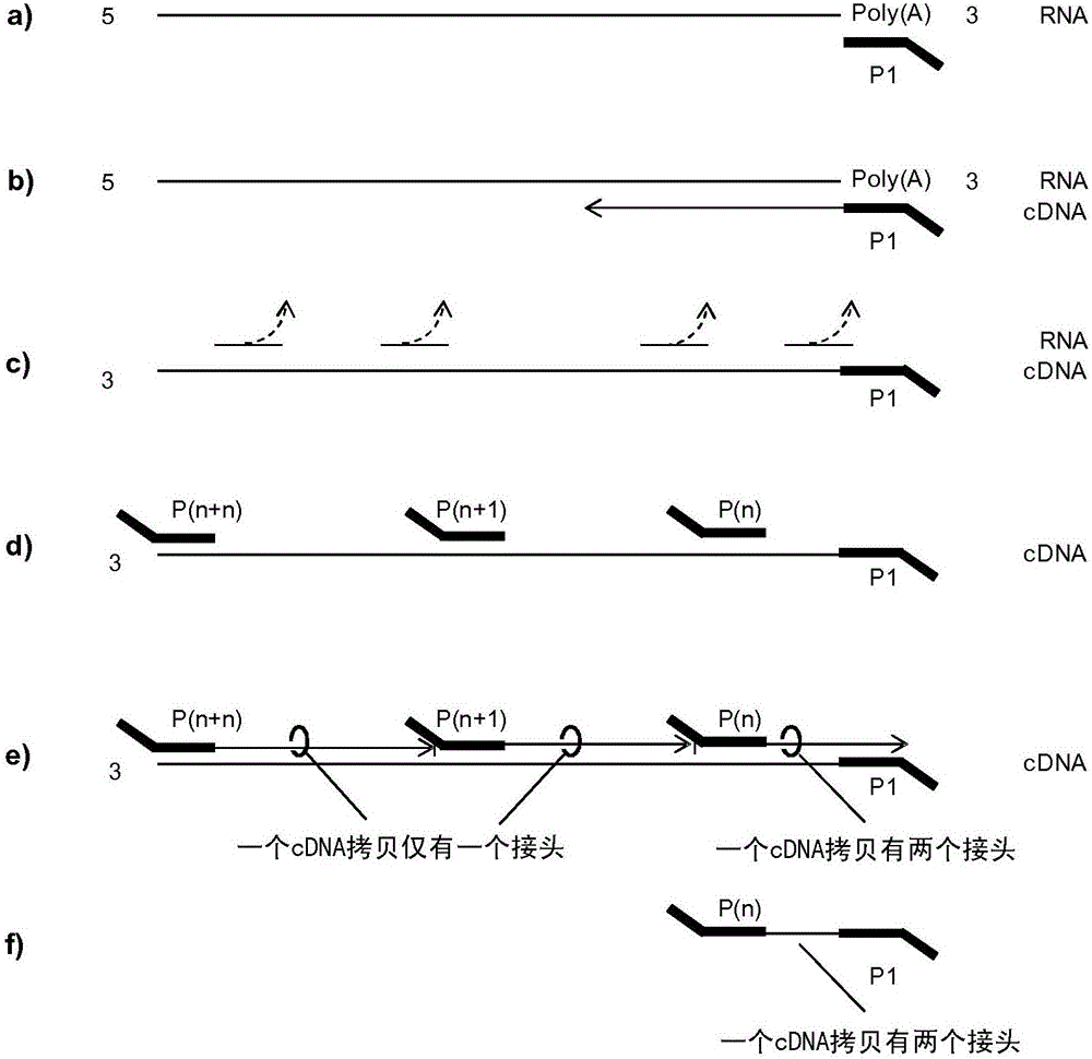 維持拷貝數(shù)的RNA分析方法與制造工藝