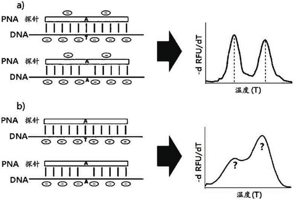 使用PNA探针的熔解曲线分析、使用熔解曲线分析用于分析核苷酸多态性的方法和试剂盒与制造工艺