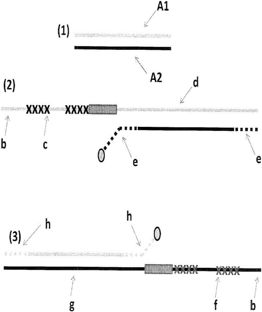 利用分子孔表征目標(biāo)分子的方法與制造工藝