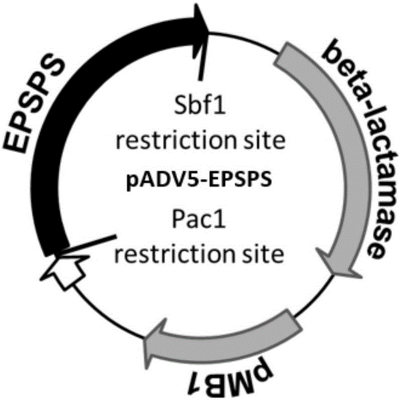 一种水稻EPSPS突变体及其编码基因和应用的制造方法与工艺
