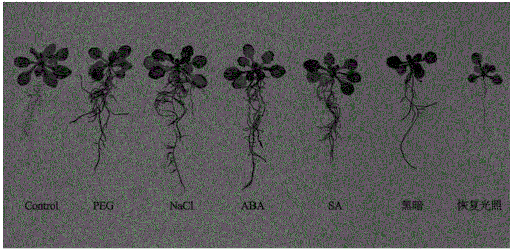 一种紫花苜蓿HPPD基因的启动子及其制备方法和应用与制造工艺