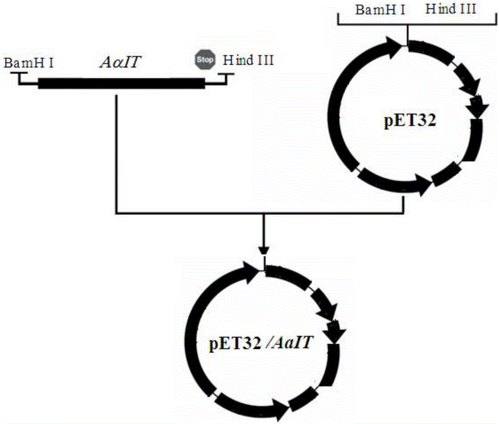 蝎神经毒素AaIT及其编码基因与应用的制造方法与工艺