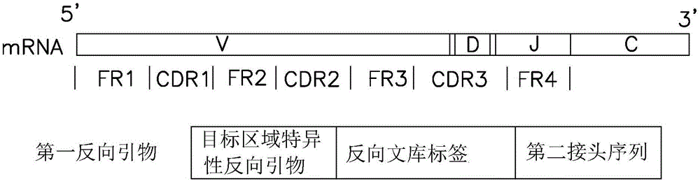 引物組合物、其用途、構建文庫和確定核酸序列的方法與制造工藝