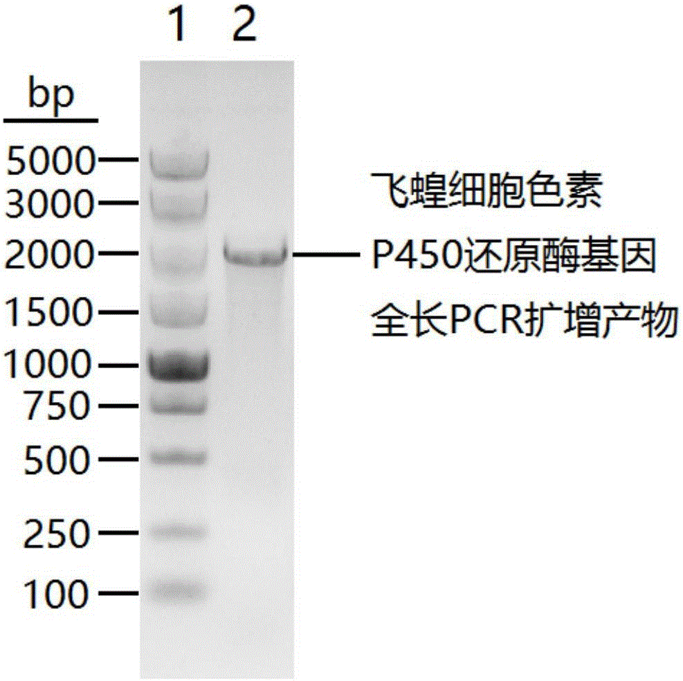 一种飞蝗细胞色素P450还原酶基因dsRNA及其应用的制造方法与工艺