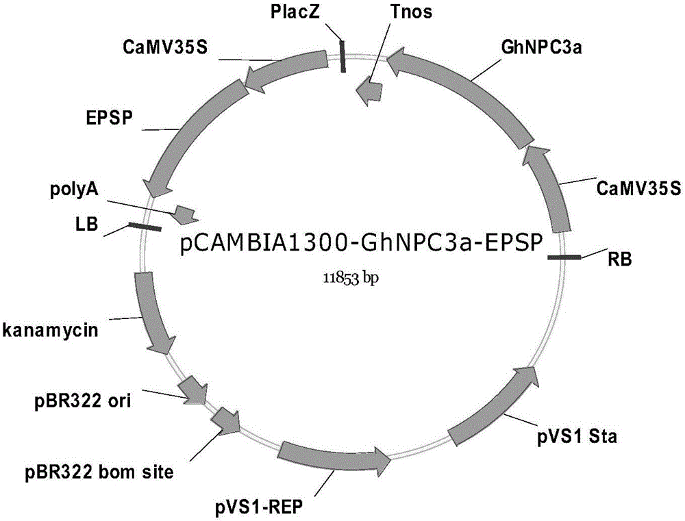 一种陆地棉非特异性磷脂酶C基因GhNPC3a及其应用的制造方法与工艺
