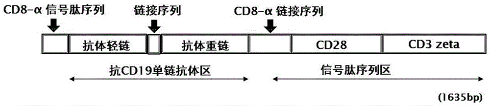 CD19‑CAR基因序列在恶性B细胞肿瘤中的应用的制造方法与工艺