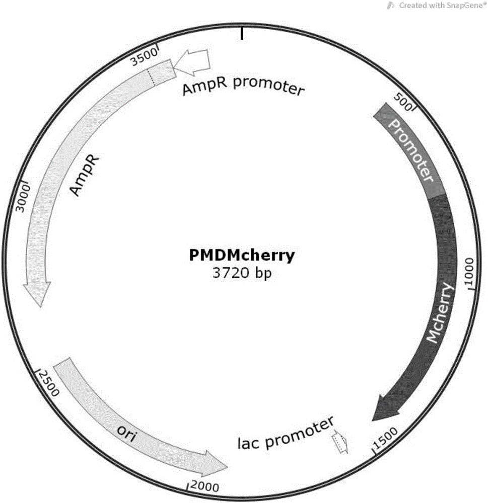 重组质粒pMDMcherry、其构建方法和红色荧光蛋白基因标记鮰爱德华菌的方法与制造工艺