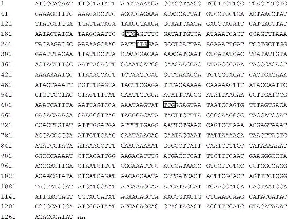 一種Candida amazonensis的FLP/FRT基因敲除方法與制造工藝