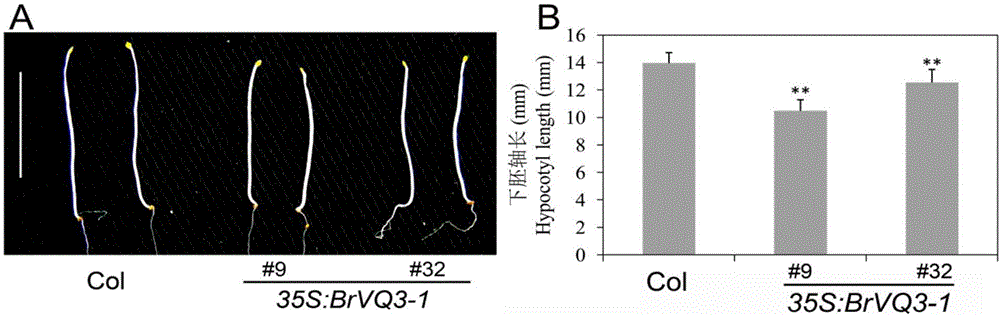 控制大白菜生长的BrVQ3‑1基因及其应用的制造方法与工艺