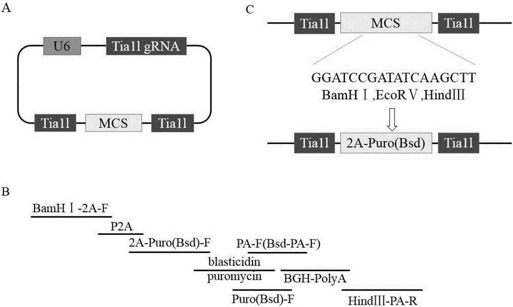 用CRISPR/Cas9技術易于篩選獲得目的基因敲除細胞系的方法及產品與制造工藝