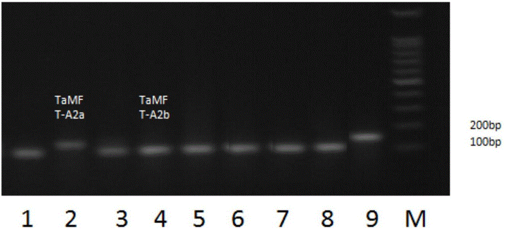 一种基于TAMFT‑3A基因的鉴定小麦穗发芽抗性的分子标记及其方法与制造工艺