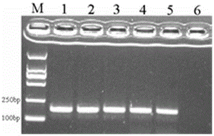 實時熒光PCR特異性檢測肉蓯蓉的引物及檢測方法與制造工藝