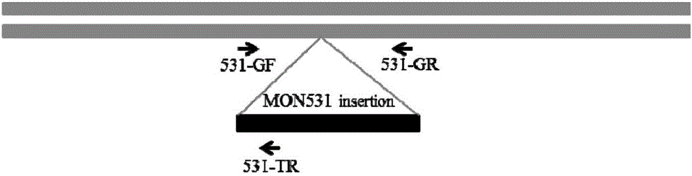 一種定性檢測棉花材料中MON531轉(zhuǎn)化體的PCR檢測試劑盒及方法與制造工藝