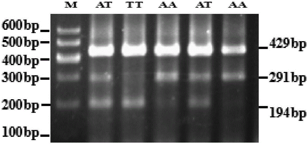 黄牛ADNCR基因单核苷酸多态性的四引物扩增受阻突变体系PCR检测方法及其应用与制造工艺