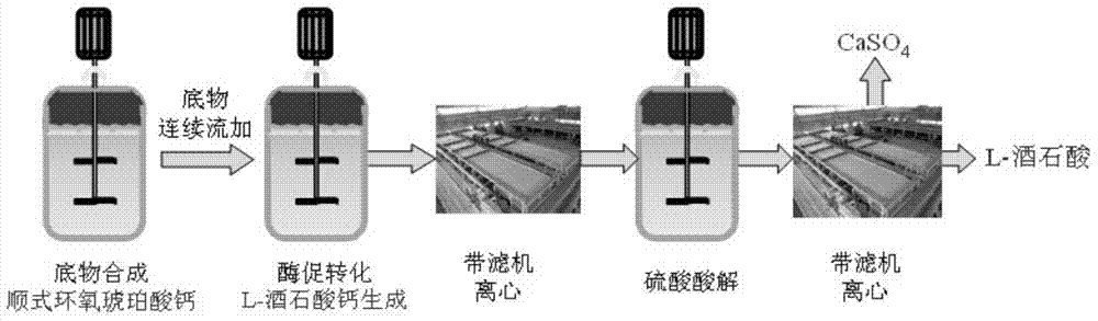 合成環(huán)氧琥珀酸鈣懸濁液的方法和生產(chǎn)L?(+)?酒石酸的方法與流程