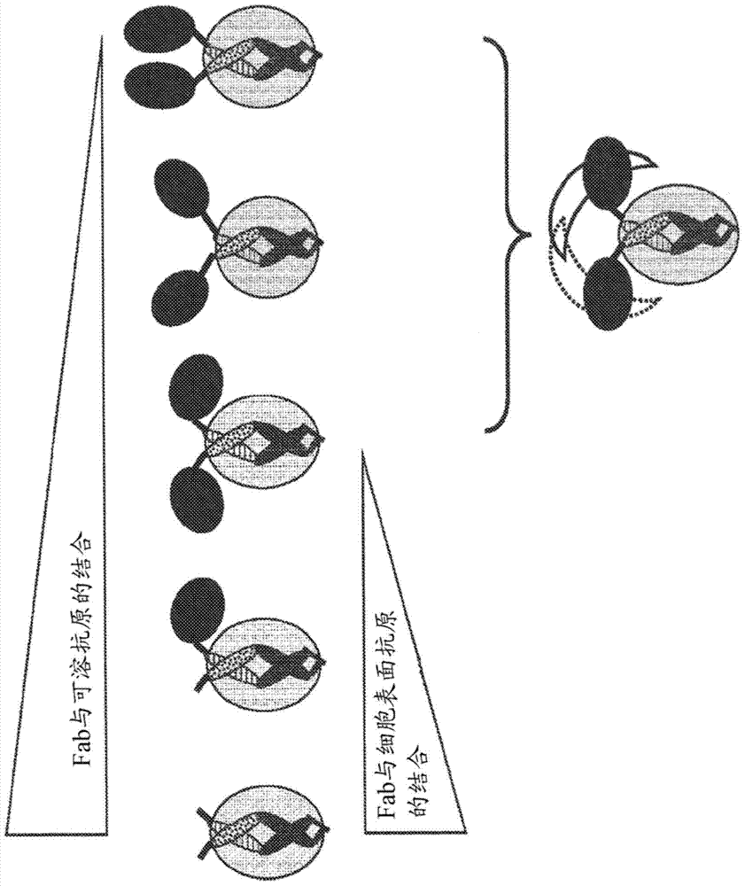 多特異性FAB融合蛋白及其使用方法與流程