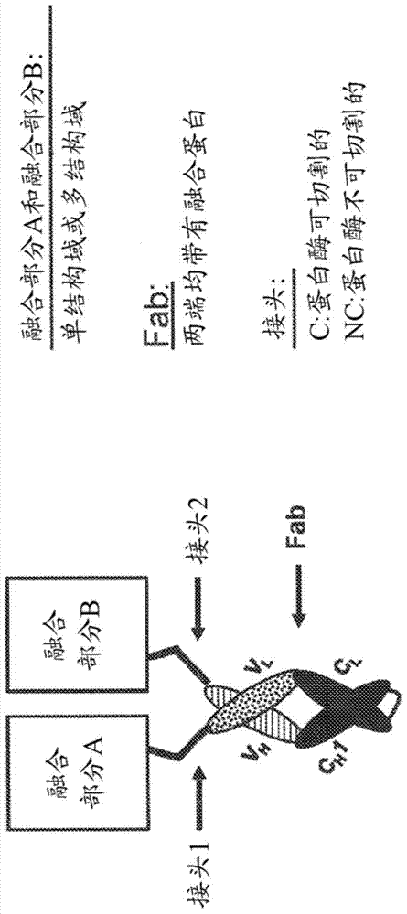 多特異性FAB融合蛋白及其使用方法與流程