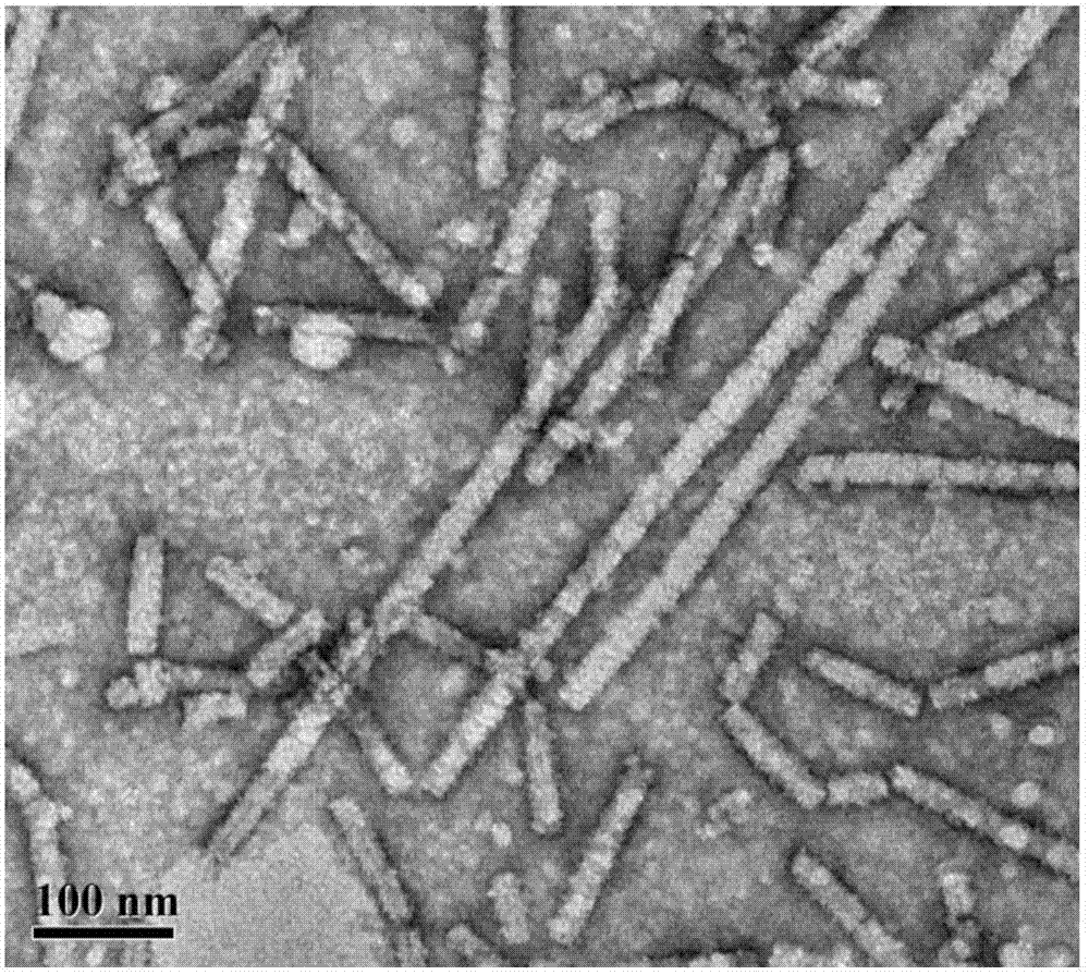 烟草花叶病毒的核酸图片