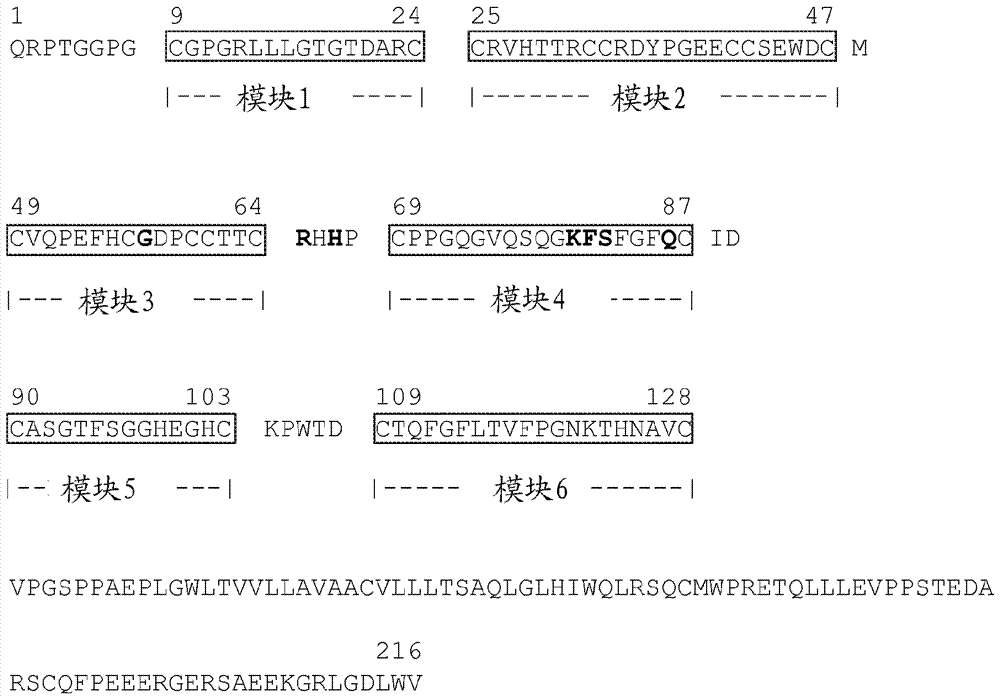 抗‑GITR抗体的制作方法