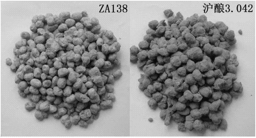 一株米曲霉za138及其应用的制作方法