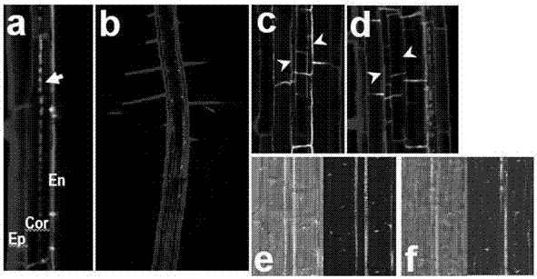 一种植物根中多层凯氏带的诱导方法与流程