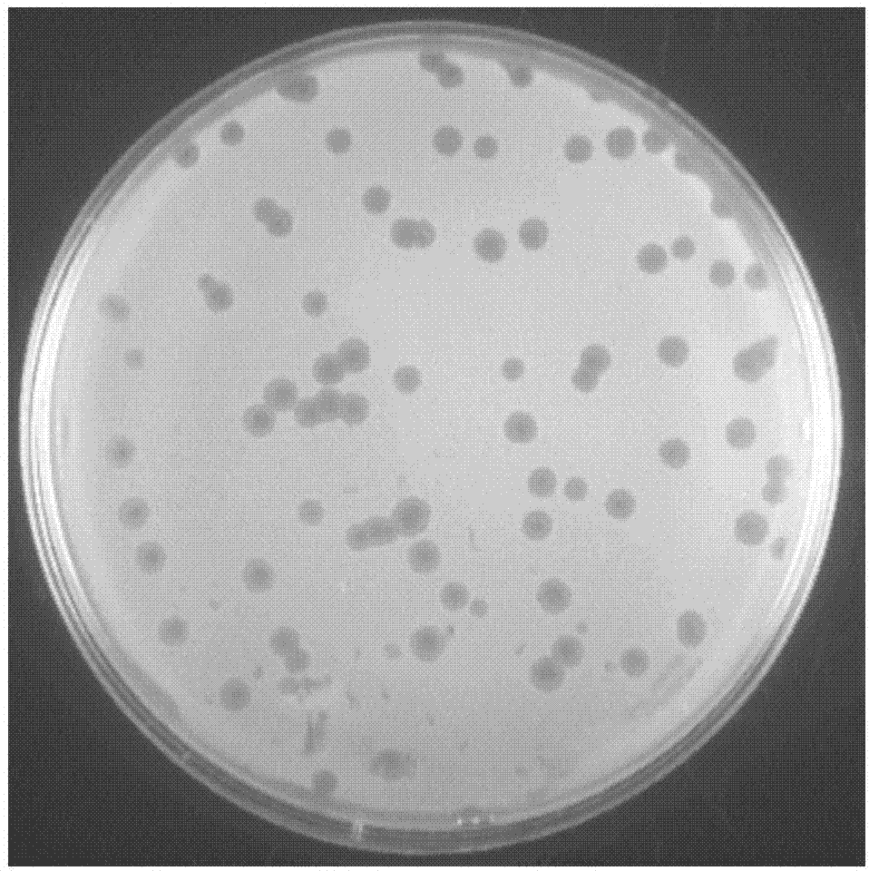 噬菌斑图片