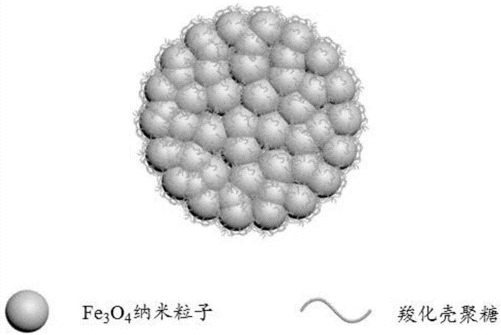 一種超順磁羧化殼聚糖fe3o4顆粒納米聚集體的製備方法與流程