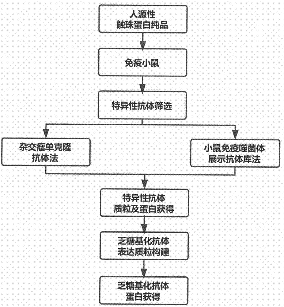 抗体制备的一般流程图图片