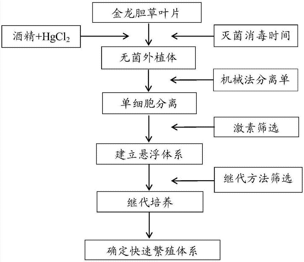 植物组织培养流程图片