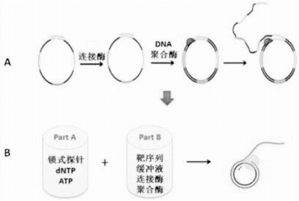 滚环扩增示意图图片