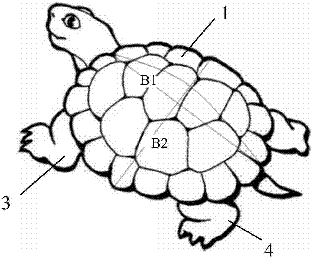 黄缘闭壳龟稚龟体型的分选方法与流程