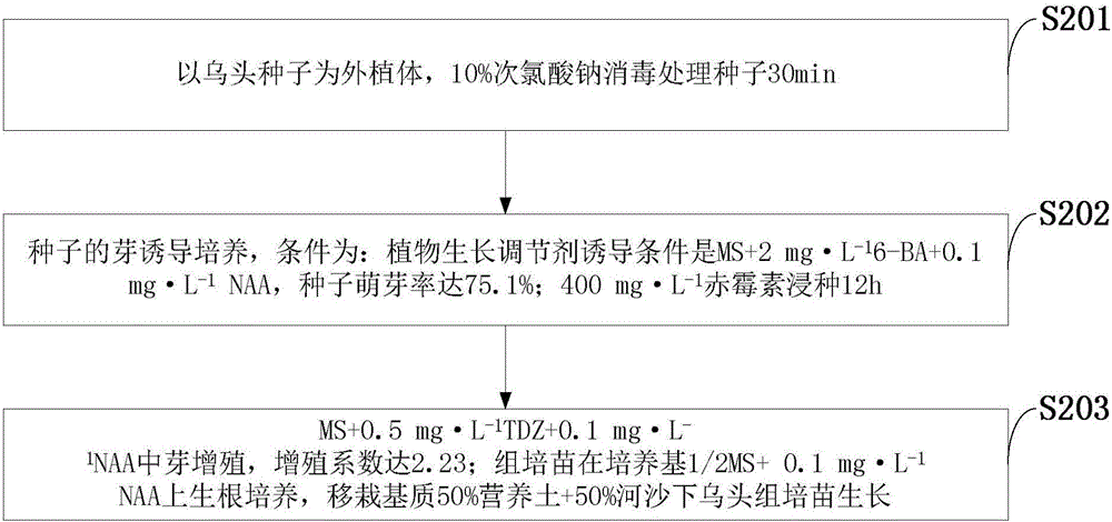 一种乌头附子种苗组织培养快繁再生方法与流程