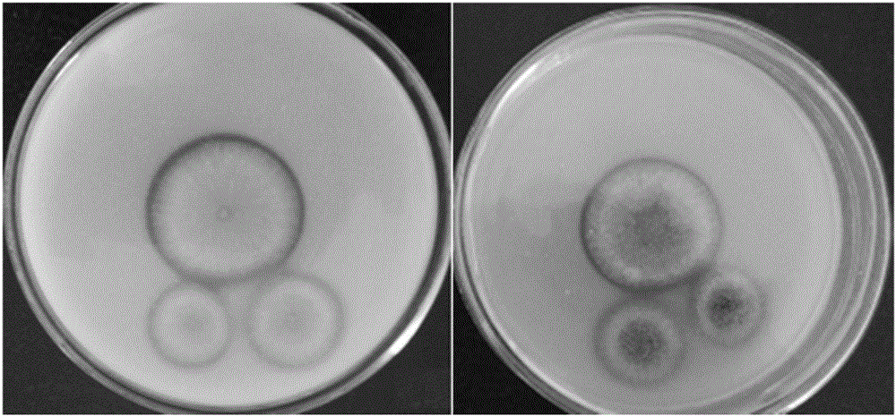 一株塔宾曲霉菌CT1及其在盐碱地解磷方面的应用的制作方法