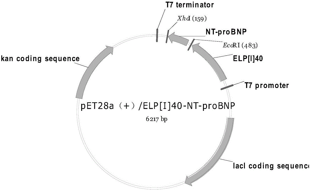 一种基于类弹性蛋白标签制备重组N‑端脑钠肽前体的方法与流程