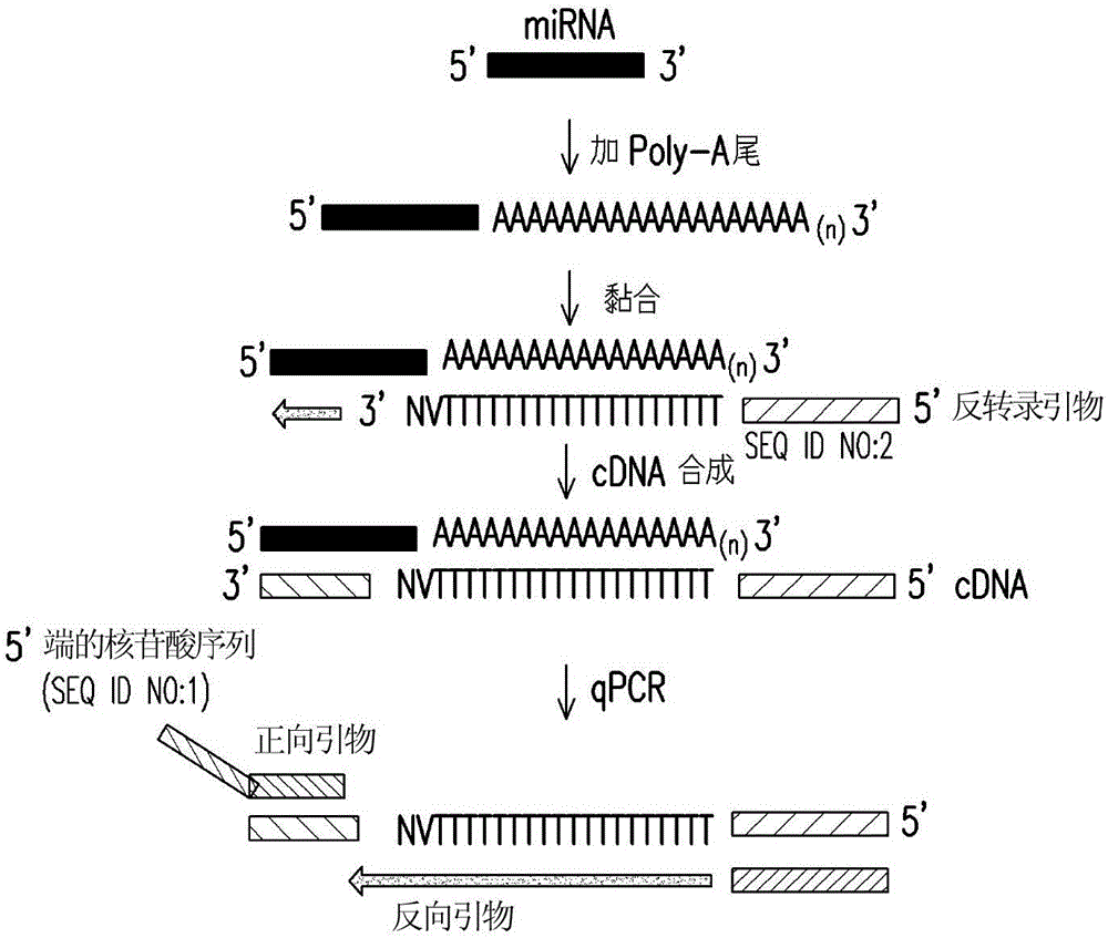 核苷酸序列、通用反向引物、通用反转录引物、引物设计方法及miRNA检测方法与流程