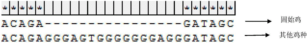 一种鉴定固始鸡的特异性分子标记的制作方法