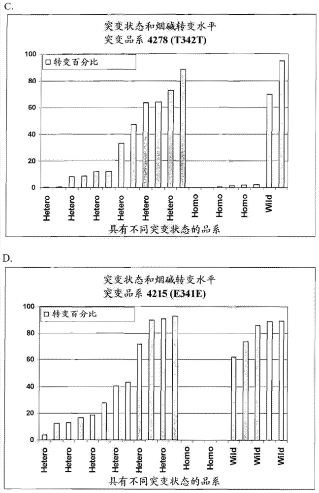 烟碱脱甲基酶活性降低的烟草植物的制作方法