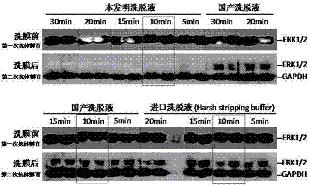 一种蛋白印记膜抗体的洗脱液及其制备方法与应用与流程