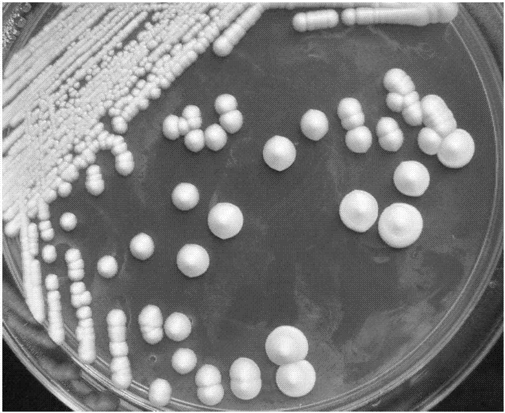 酿酒酵母菌落形态特征图片