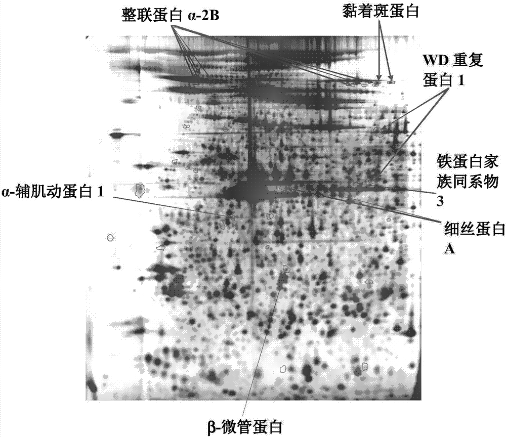 在癌症诊断中的血小板生物标记物的制作方法