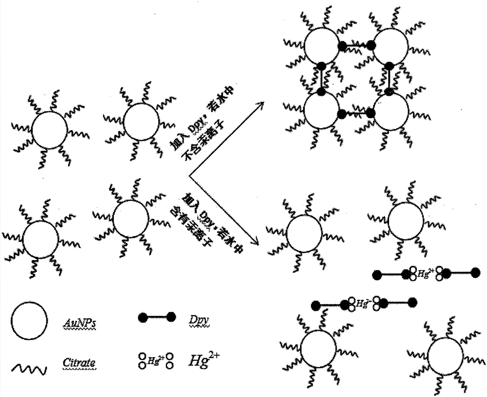 汞的离子结构示意图图片