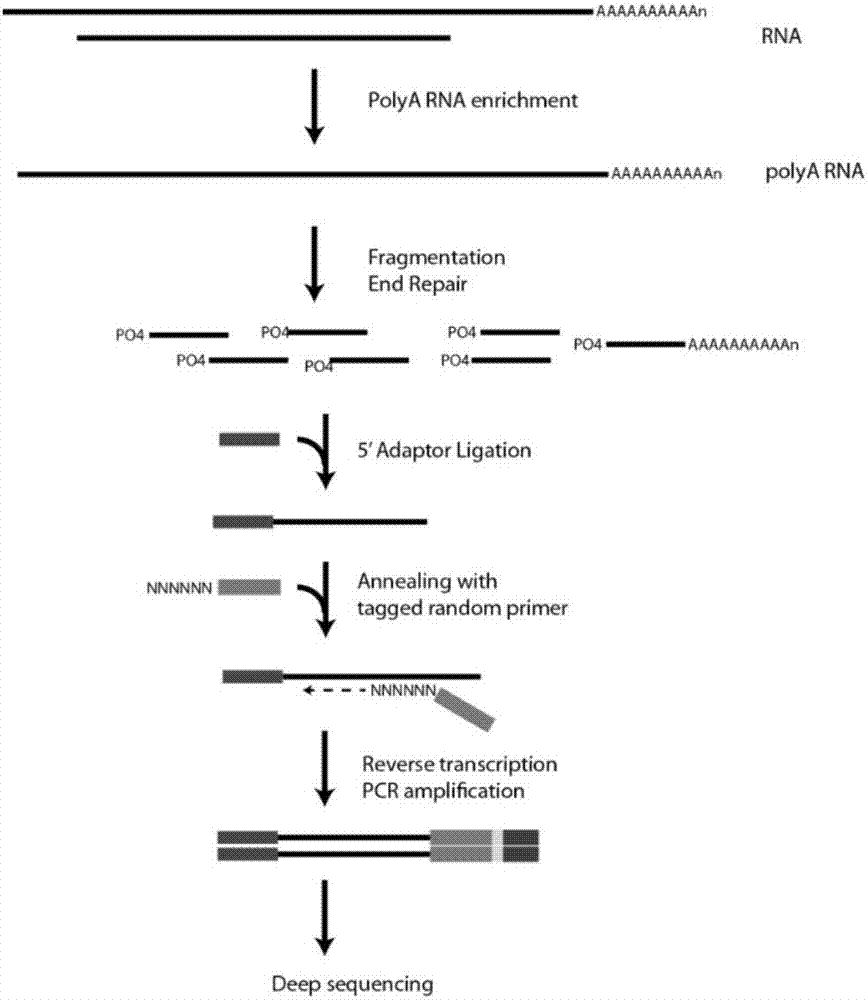 基于rna62seq数据的真核生物可变剪接分析方法和系统与流程