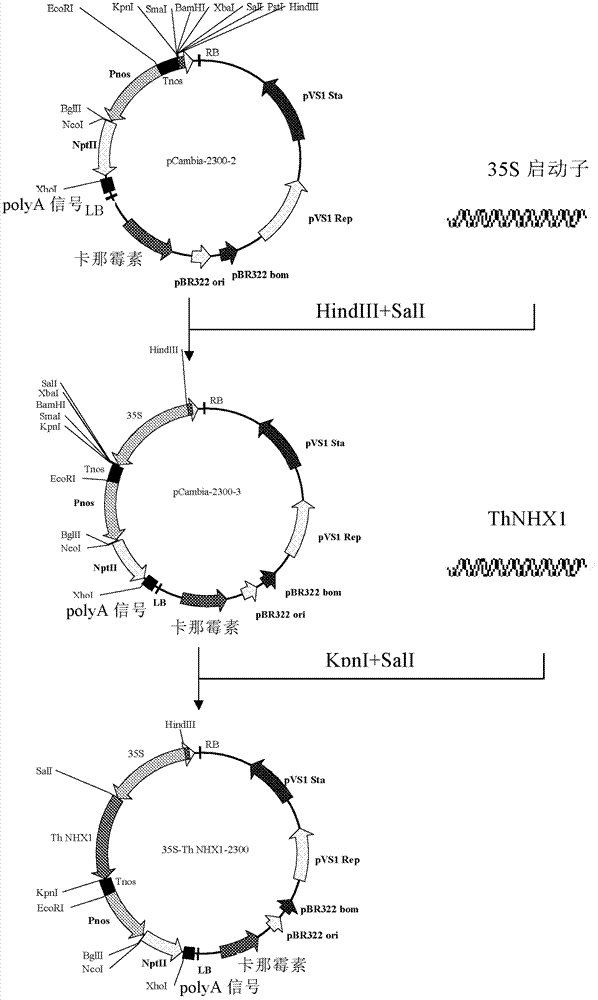 一种小盐芥液泡膜钠氢反向转运蛋白NHX1及其编码基因与应用的制作方法