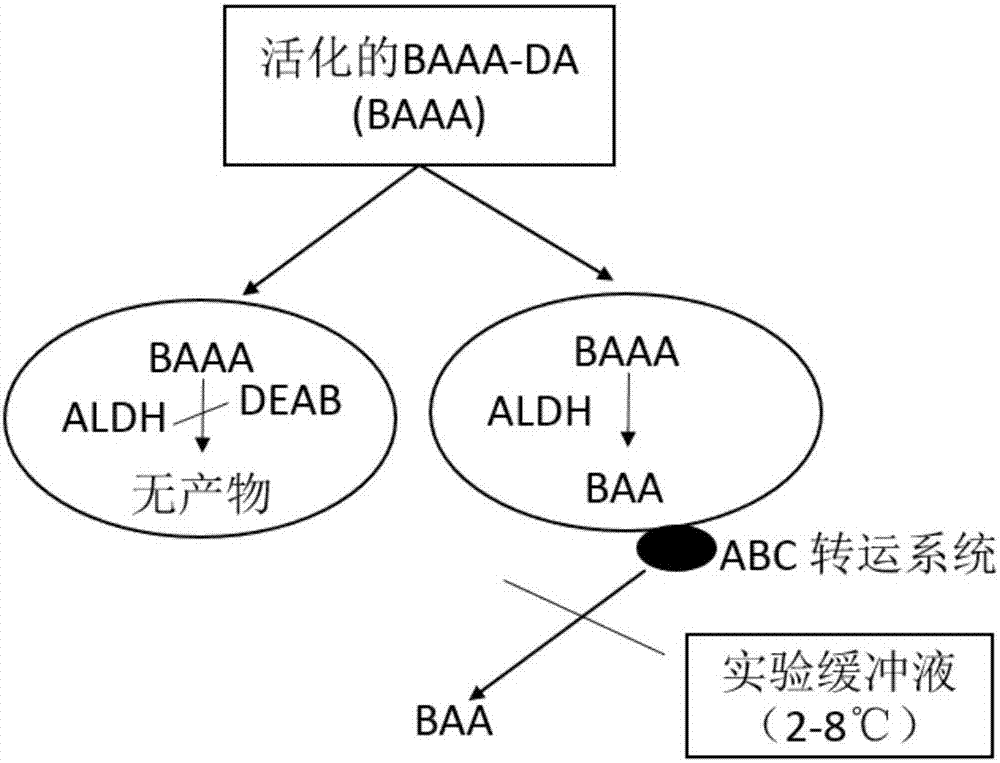 一种检测细胞内ALDH活性的试剂盒的制作方法