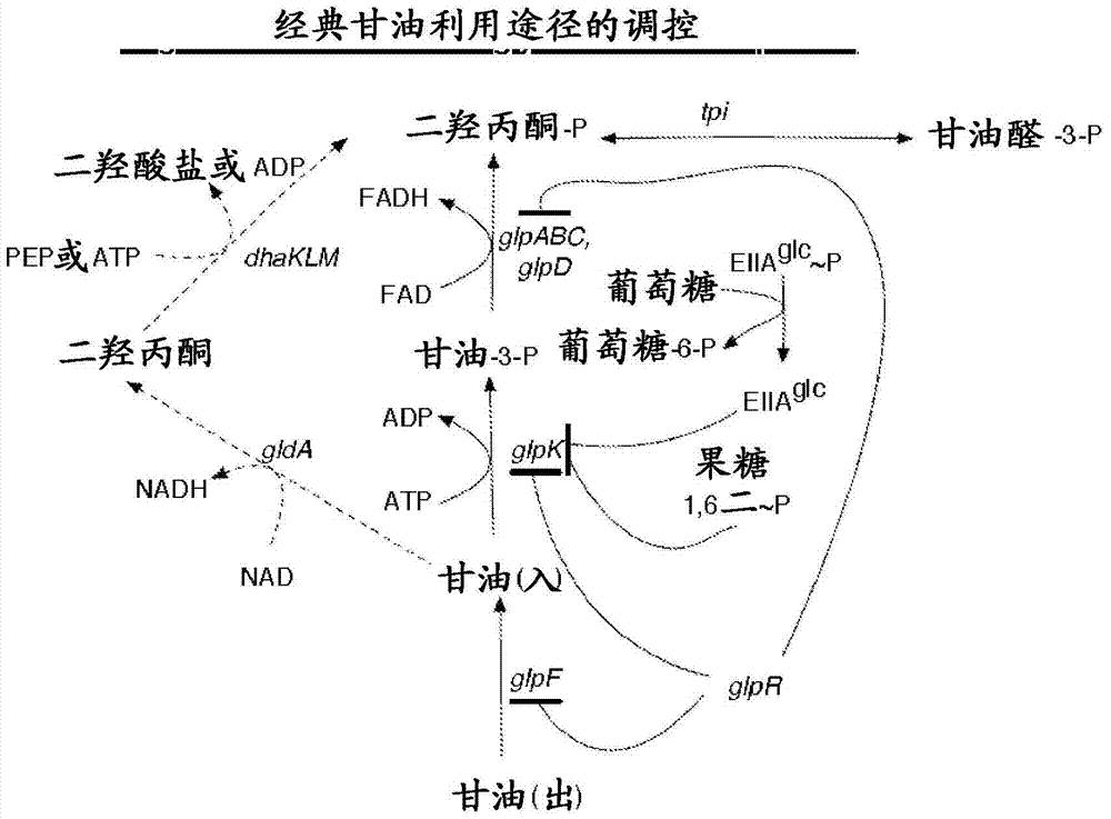 甘油发酵为有机酸的制作方法