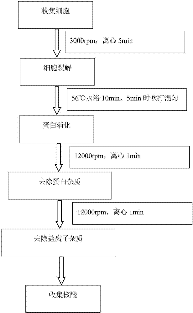 基因治疗流程图图片