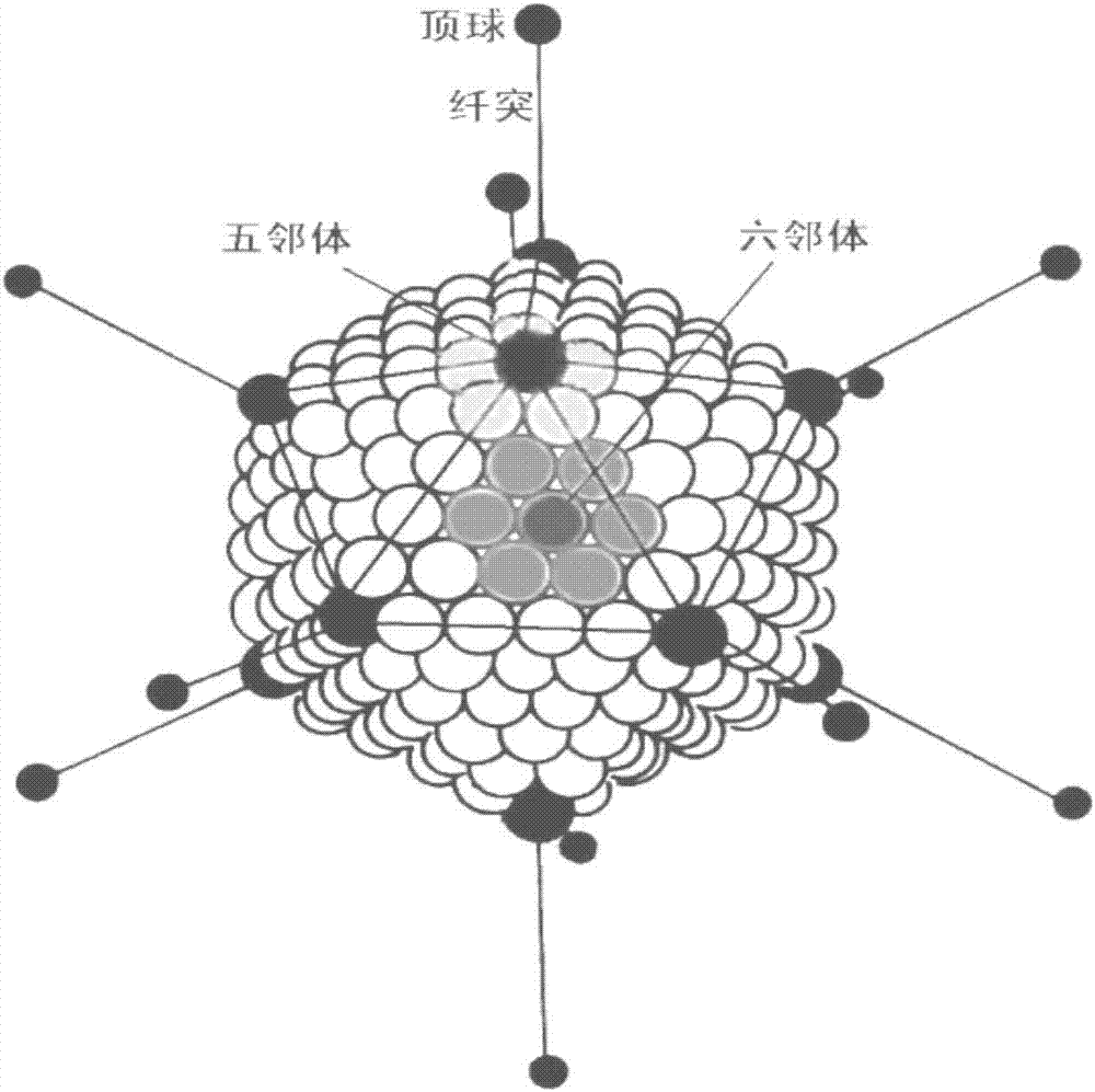 腺病毒结构示意图图片